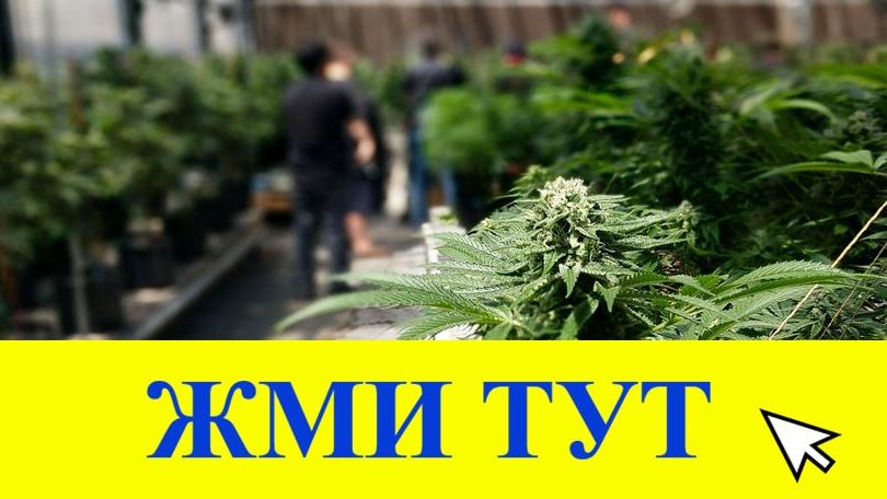 Купить наркотики в Лихославле